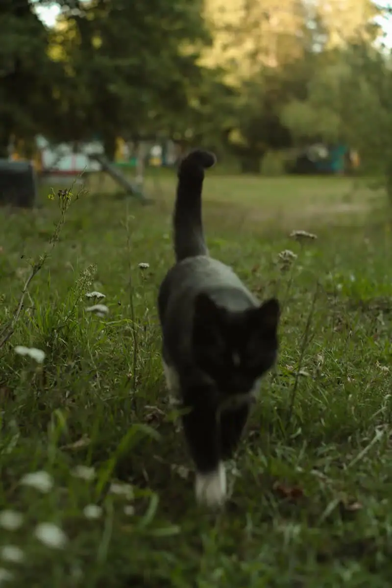 Domek 7B i przechodzący kot